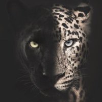 SmilodonCat (@catsmilodon) 's Twitter Profile