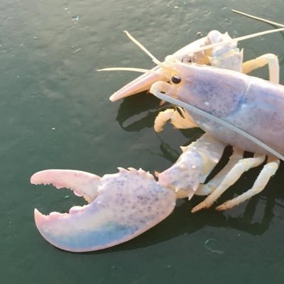 mellro's profile picture. learning to live with a more and more flexible definition of okay