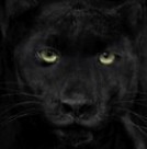 GianlucaBenedin's profile picture. 