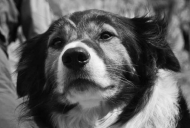 samsearchdog's profile picture. Border Collies as a life style...passionate about leadership and service improvement for the NHS and Social Care