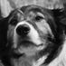 Nick Fayers (@samsearchdog) Twitter profile photo Nick Fayers (@samsearchdog) Twitter profile photo