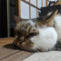 ＪＵＮ (@jsuke1919) 's Twitter Profile