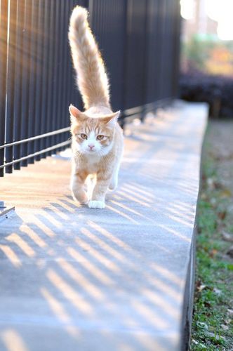 ikatibirur's profile picture. 寒い