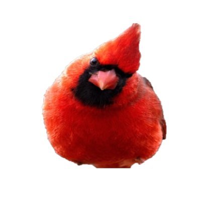 cardinal