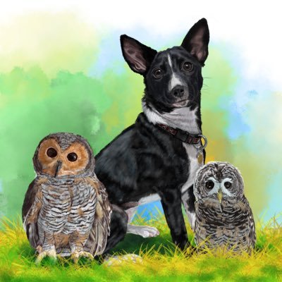 Chaco Owl 🦉 Spottedwood Owl 🦉 Basenji 🐕 チャコモリフクロウきなこ('15/04/26生,8才)、🐕バセンジー♀ジル'21/01/31生(👼リュウ👼キララ👼ウラン👼ロック) 👼マレーモリフクロウあんず(10才)