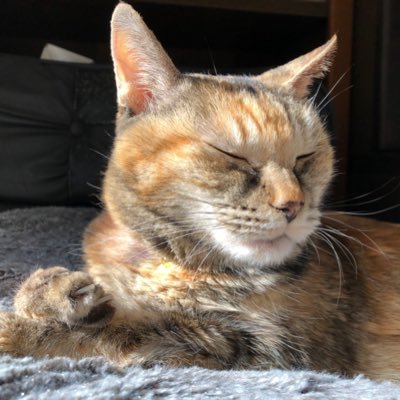 Hikarinn_0727's profile picture. 森田展義さんのファンです。