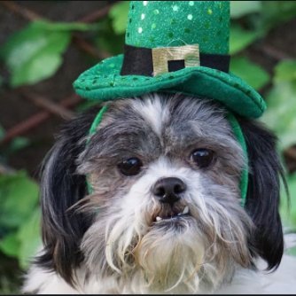 Paddystinian Lefty on a mission from Dog.
Our revenge will be the laughter of our children.
Israel is a war crime and a terrorist regime.