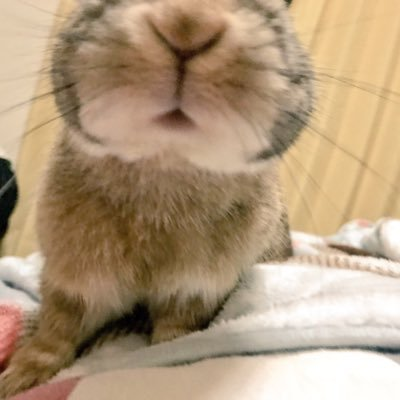 ぼんちょさんのプロフィール画像
