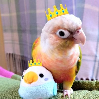 やんちゃなウロコインコ 百志朗(ﾓﾓｼﾛｳ)🦜( ABV : PDD闘病中‼ ) and お世話係には超塩対応のオカメインコ 凛(ﾘﾝ)🐥 の日常を呟いてます🍀🌻(◍˃ ᗜ ˂◍)ﾉ宜しく🌻🍀*ᕷ✨