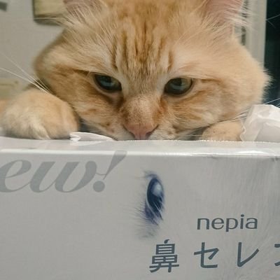 高校生の息子と臨床検査技師の娘 猫さんいます。ほぼお弁当 たいして面白いことはつぶやきません 介護のお仕事してます　料理好きというわけではありません