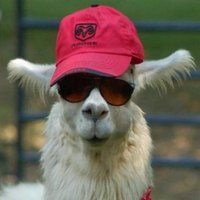 CryptoLama (@cryptolama1313) 's Twitter Profile