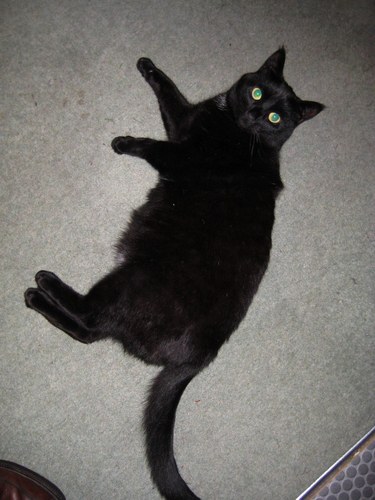 Custance1's profile picture. 