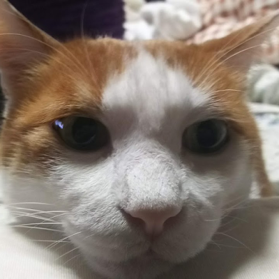 dctlove38ky's profile picture. 