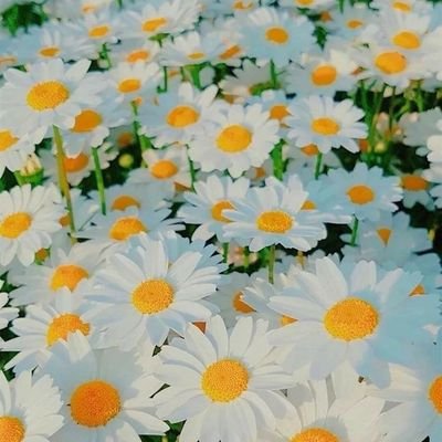 hellojanuary_'s profile picture. 