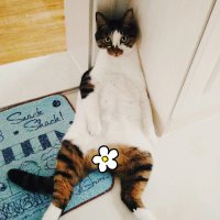 Bruce (@brucecoins) Twitter profile photo