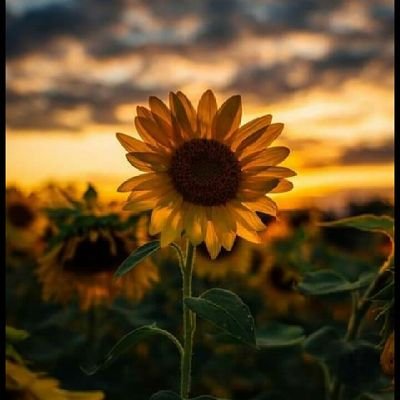 ananda016444422's profile picture. 