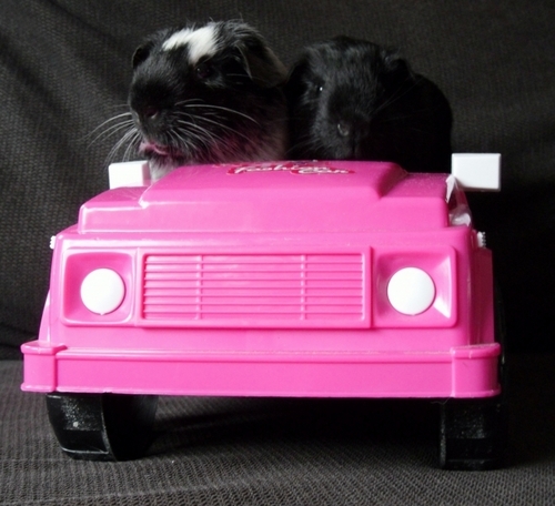 pewe4ever's profile picture. 