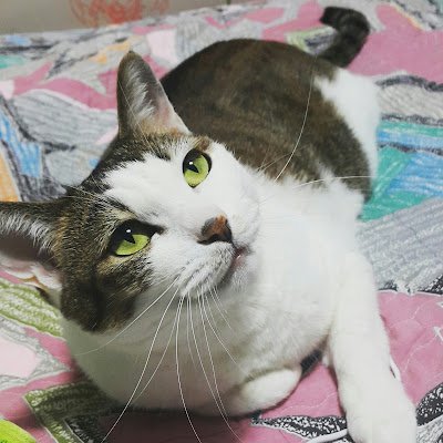 nekojjyang81's profile picture. 신비. 2007년 03월생 추정.