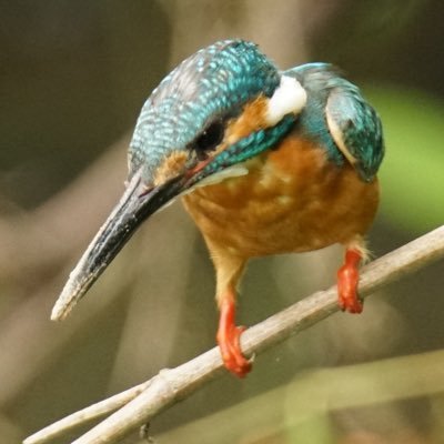 烏・鳩・雀・位しか知らなかったけど図鑑で見る鳥達に出会ってからMF鳥図鑑100種目指して作成中→2024年3月に達成❣️150種目指しています📷🔰道の駅スタンプ&ダムカード・手毬作り・ 卓球 兵庫県