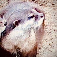 Otter(@DragiOtter) 's Twitter Profile Photo