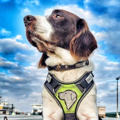 Wagtail UK Detection Dog Handler Courses