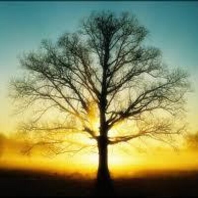 THBExisAdv's profile image
