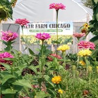 Star Farm Chicago (@starfarmchicago) 's Twitter Profile