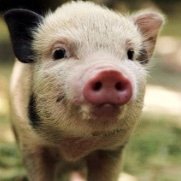 TinyHog(@hoghugs) 's Twitter Profile Photo TinyHog(@hoghugs) 's Twitter Profile Photo