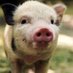 TinyHog (@hoghugs) Twitter profile photo TinyHog (@hoghugs) Twitter profile photo