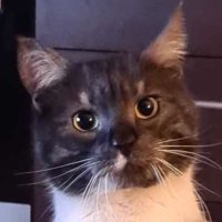 Remo (@remecze) 's Twitter Profile