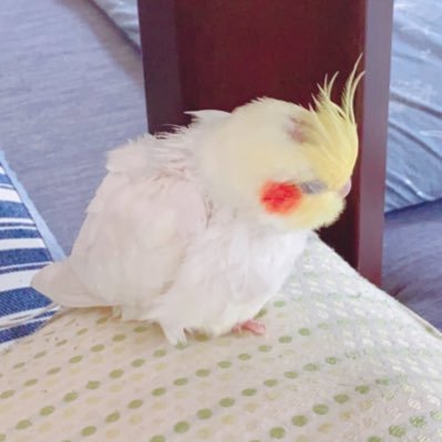 迷子のオカメインコ探しています【モモちゃん♂】