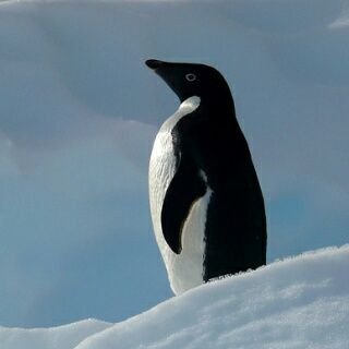 ペンギン人間さんのプロフィール画像