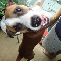 puppy_boy_rocco (@rocco_puppy) 's Twitter Profile Photo puppy_boy_rocco (@rocco_puppy) 's Twitter Profile Photo