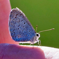 PollinatorWeb (@pollinatorweb) 's Twitter Profile