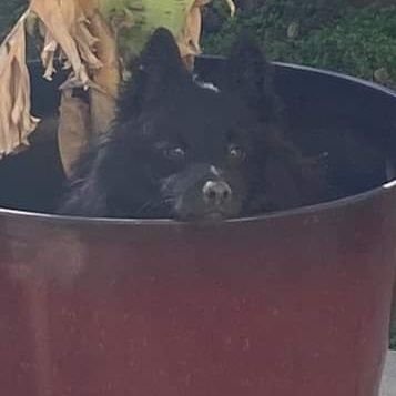 PinkOnTheGrey's profile picture. Always looking for FGC mutuals.
steam:
https://t.co/8sr5cKP8Hi