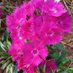 🇰🇪The Rustic Garden (@cbeekeeping) Twitter profile photo 🇰🇪The Rustic Garden (@cbeekeeping) Twitter profile photo