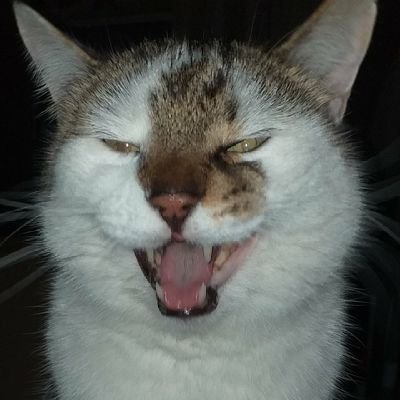 rob_mccluskey's profile picture. Proud Woke Snowflake.
Red till I'm dead.
Swears a lot, because it's cool.
Honorary Scouser.
Fatter than my cat. 
𝐀𝐥𝐰𝐚𝐲𝐬 𝐩𝐮𝐧𝐜𝐡 𝐚 𝐧𝐚𝐳𝐢 !