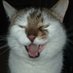 (((Lord Rob Mac & McCat of The North))) โ๐น๐ผ (@rob_mccluskey) Twitter profile photo (((Lord Rob Mac & McCat of The North))) โ๐น๐ผ (@rob_mccluskey) Twitter profile photo