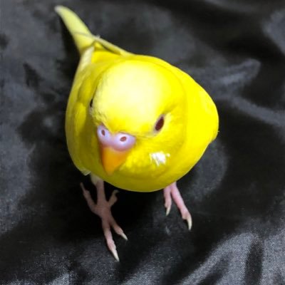 drv7Wrc46vSyyQn's profile picture. セキセイインコルチノー♂と暮らしています 動物全般 特に鳥類大好き Twitterはいつまで経っても未熟者です 黄色いコにはイイネ連打😆フォロー 無言フォロバ失礼いたします 久々に思い付きで聞き返したスピッツにどハマりしています