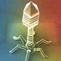 Viridyne Genetics (@viridyneg) 's Twitter Profile