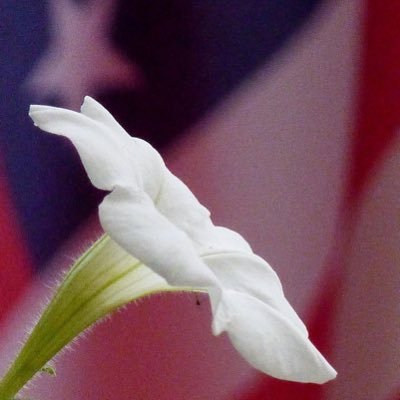 Patriot, Christian Conservative, and freedom-loving American. I believe in intelligent discourse. This is how we learn and grow.