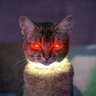 AstroCat9k's profile picture. Friend to Humans and Animals. Native Texan. Prepper. Occasional Bad Memer. I am not a cat, but my cat is. #McGrewCrew 🎙️ #TeamStacks  👽 (backup account)