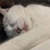 Isabelle,Smoky et Marley 🦐❤️🍀🎀 (@lachose13) Twitter profile photo Isabelle,Smoky et Marley 🦐❤️🍀🎀 (@lachose13) Twitter profile photo