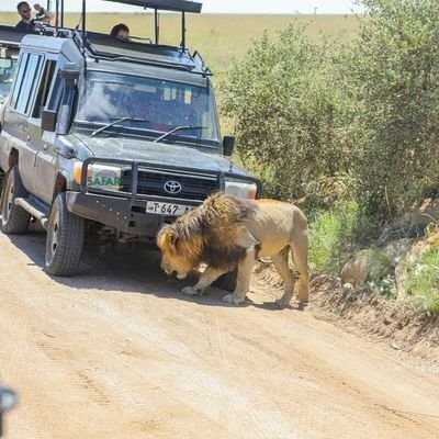 Iam a safari guide here in Tanzania your most welcome and enjoy the beauty of the nature if you want to know something pls Email, boblyswagart@gmail.com