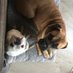 Moos, Pacho & Herman (@lordnelson2007) Twitter profile photo Moos, Pacho & Herman (@lordnelson2007) Twitter profile photo