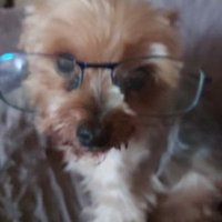 bruno venanzi (@brunovenanzi) 's Twitter Profile