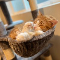 Vicky L (@liqiao_li) 's Twitter Profile