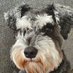 Bentley (@schnauzernz) Twitter profile photo Bentley (@schnauzernz) Twitter profile photo