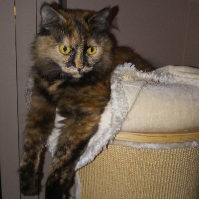 ❤ in memory of the beloved Lucy we are gathering funds for evacuation and shelter for animals in warzone https://t.co/C1fFZdoHOC