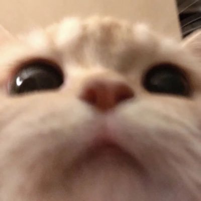 mycatsarehuge's profile picture. Hii